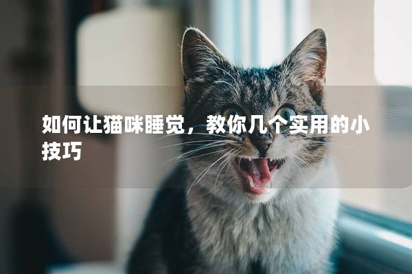 如何让猫咪睡觉，教你几个实用的小技巧