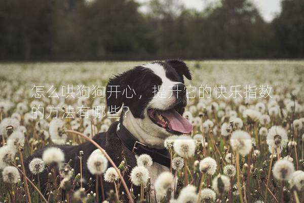 怎么哄狗狗开心，提升它的快乐指数的方法有哪些？