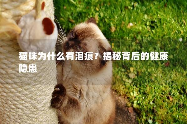 猫咪为什么有泪痕？揭秘背后的健康隐患