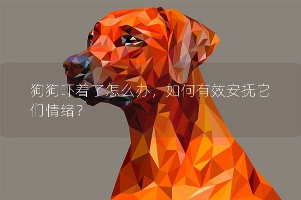 狗狗吓着了怎么办，如何有效安抚它们情绪？