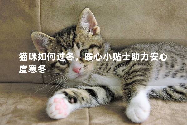 猫咪如何过冬，暖心小贴士助力安心度寒冬