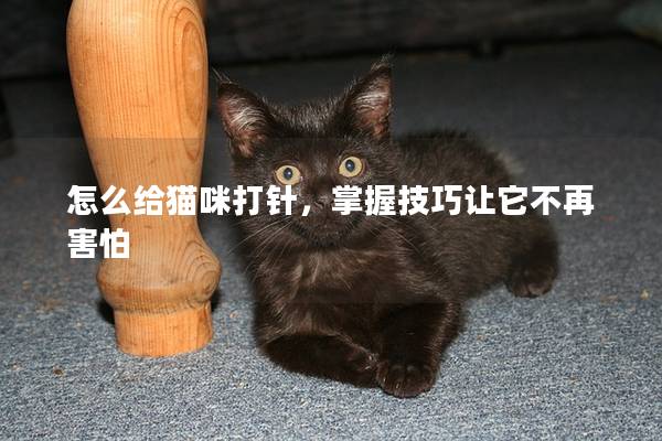 怎么给猫咪打针，掌握技巧让它不再害怕