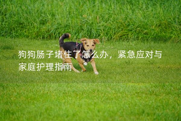 狗狗肠子堵住了怎么办，紧急应对与家庭护理指南