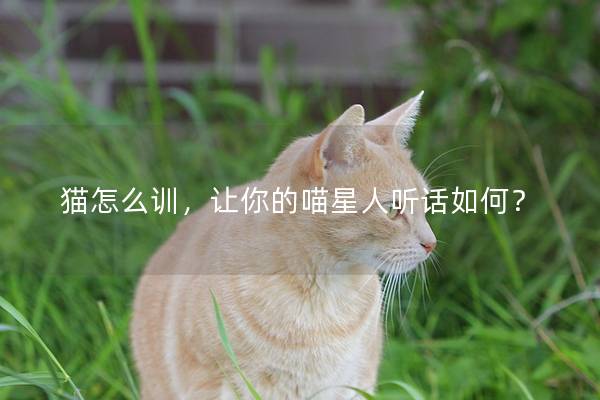 猫怎么训，让你的喵星人听话如何？