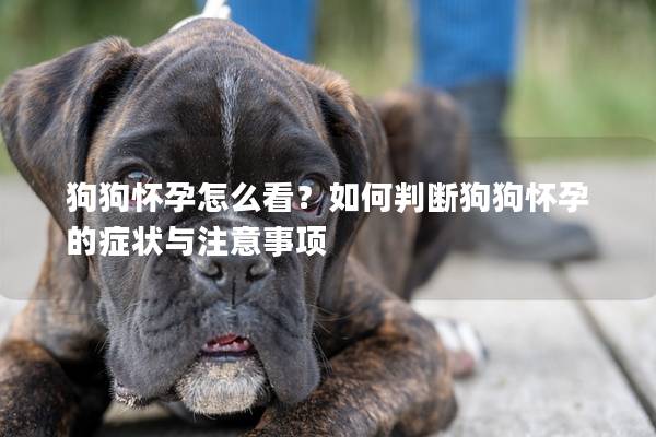 狗狗怀孕怎么看？如何判断狗狗怀孕的症状与注意事项