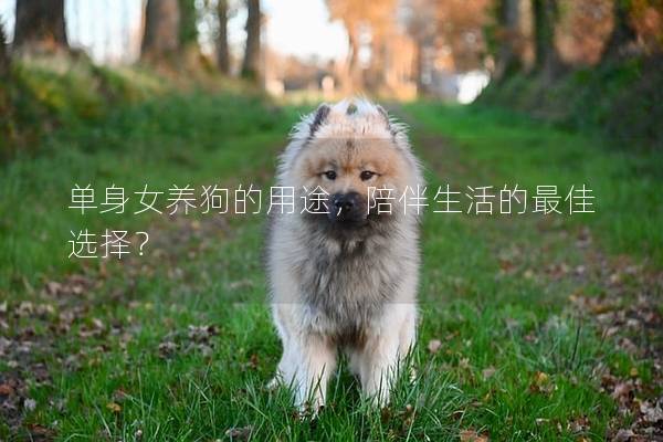 单身女养狗的用途，陪伴生活的最佳选择？