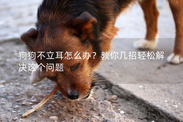 狗狗不立耳怎么办？教你几招轻松解决这个问题