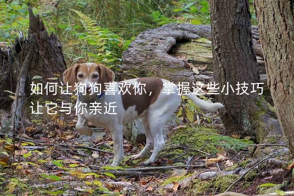 如何让狗狗喜欢你，掌握这些小技巧让它与你亲近
