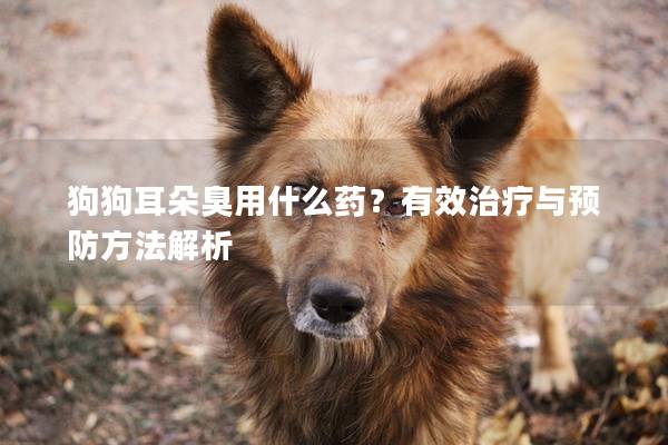 狗狗耳朵臭用什么药？有效治疗与预防方法解析