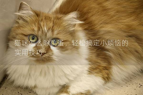 猫咪怎么除跳蚤，轻松搞定小烦恼的实用技巧