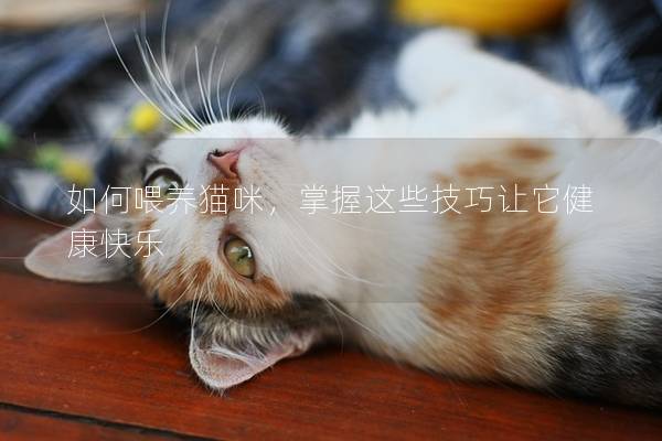 如何喂养猫咪，掌握这些技巧让它健康快乐