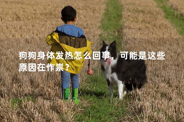 狗狗身体发热怎么回事，可能是这些原因在作祟？