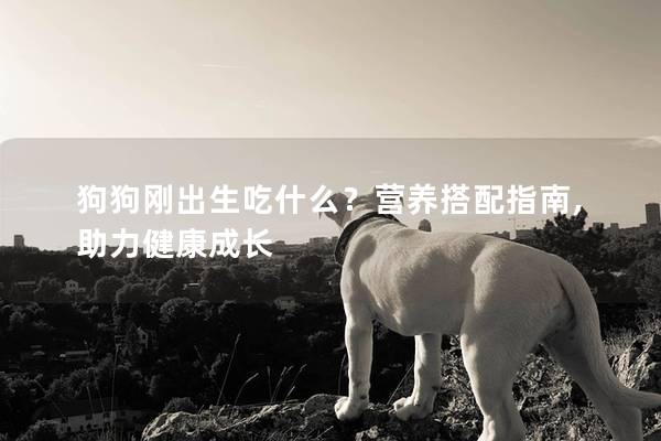 狗狗刚出生吃什么？营养搭配指南,助力健康成长