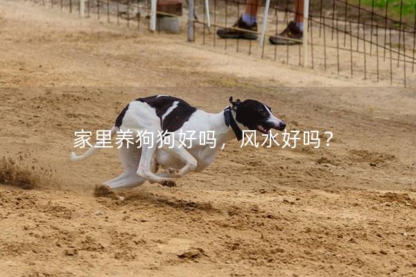 家里养狗狗好吗，风水好吗？