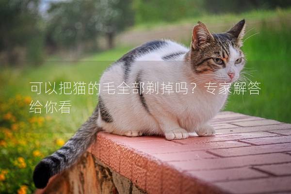 可以把猫的毛全部剃掉吗？专家解答给你看