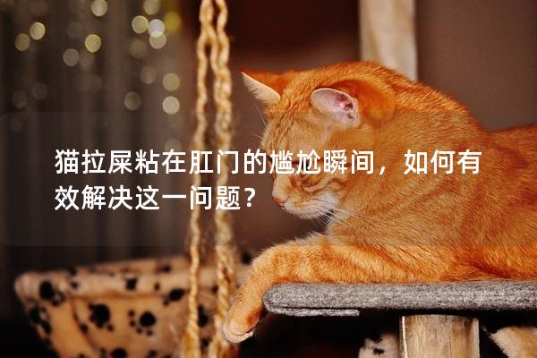 猫拉屎粘在肛门的尴尬瞬间，如何有效解决这一问题？