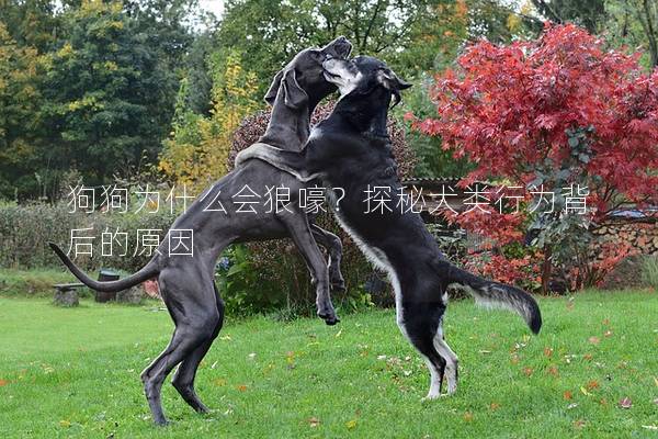 狗狗为什么会狼嚎？探秘犬类行为背后的原因