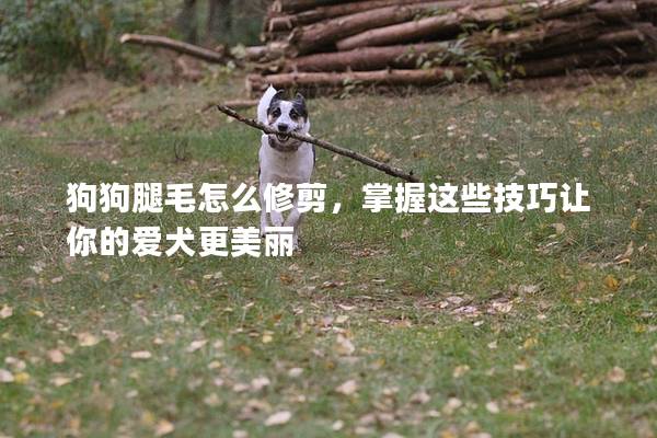 狗狗腿毛怎么修剪，掌握这些技巧让你的爱犬更美丽