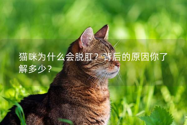 猫咪为什么会脱肛？背后的原因你了解多少？
