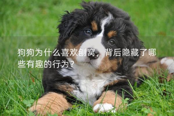 狗狗为什么喜欢刨窝，背后隐藏了哪些有趣的行为？