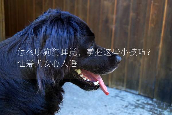怎么哄狗狗睡觉，掌握这些小技巧？让爱犬安心入睡
