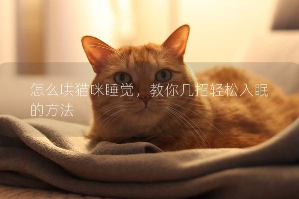 怎么哄猫咪睡觉，教你几招轻松入眠的方法
