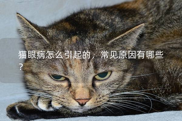 猫眼病怎么引起的，常见原因有哪些？