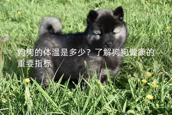 狗狗的体温是多少？了解狗狗健康的重要指标