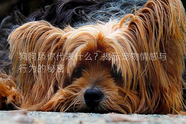 狗狗舔你代表什么？揭示宠物情感与行为的秘密