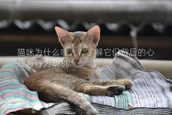猫咪为什么咬人？了解它们背后的心理与行为动机