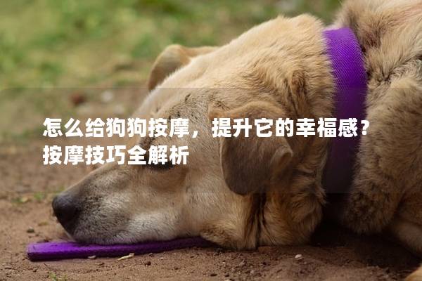 怎么给狗狗按摩，提升它的幸福感？按摩技巧全解析