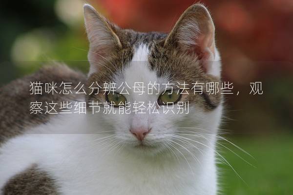 猫咪怎么分辨公母的方法有哪些，观察这些细节就能轻松识别