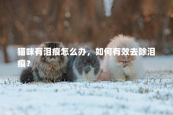 猫咪有泪痕怎么办，如何有效去除泪痕？