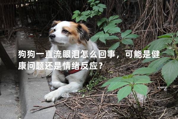 狗狗一直流眼泪怎么回事，可能是健康问题还是情绪反应？