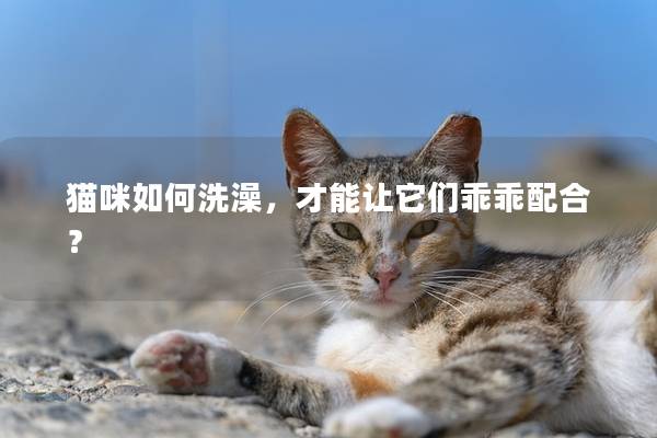 猫咪如何洗澡，才能让它们乖乖配合？