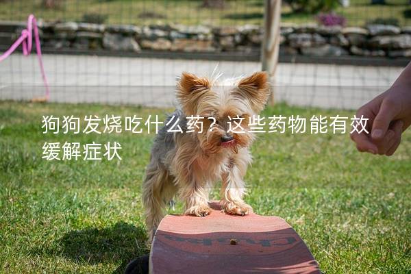 狗狗发烧吃什么药？这些药物能有效缓解症状