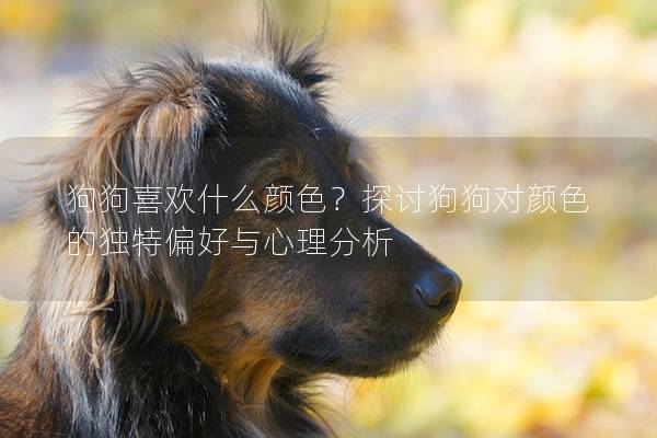 狗狗喜欢什么颜色？探讨狗狗对颜色的独特偏好与心理分析