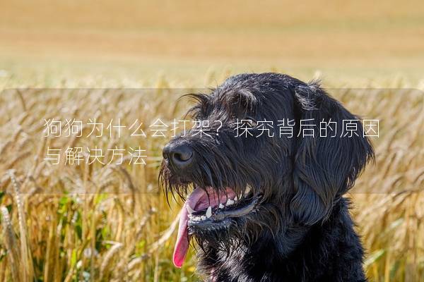 狗狗为什么会打架？探究背后的原因与解决方法