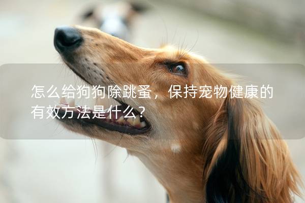 怎么给狗狗除跳蚤，保持宠物健康的有效方法是什么？