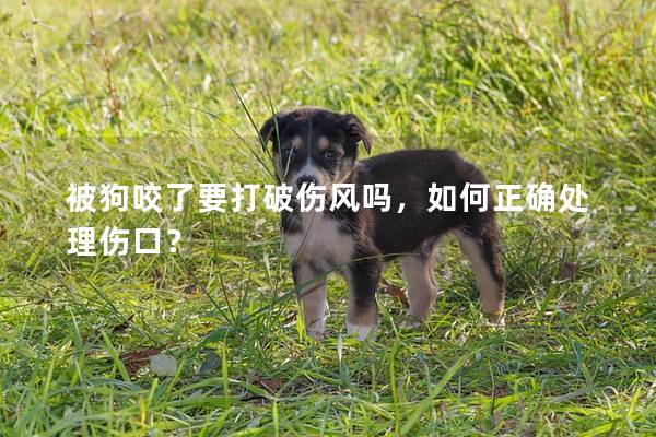被狗咬了要打破伤风吗，如何正确处理伤口？