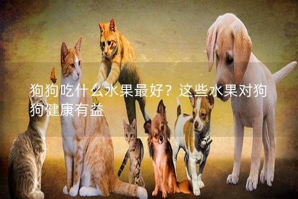狗狗吃什么水果最好？这些水果对狗狗健康有益