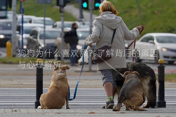 狗狗为什么喜欢舔？了解背后的原因与心理解析