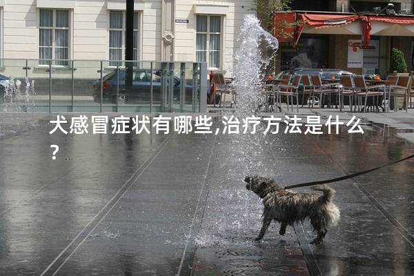 犬感冒症状有哪些,治疗方法是什么？