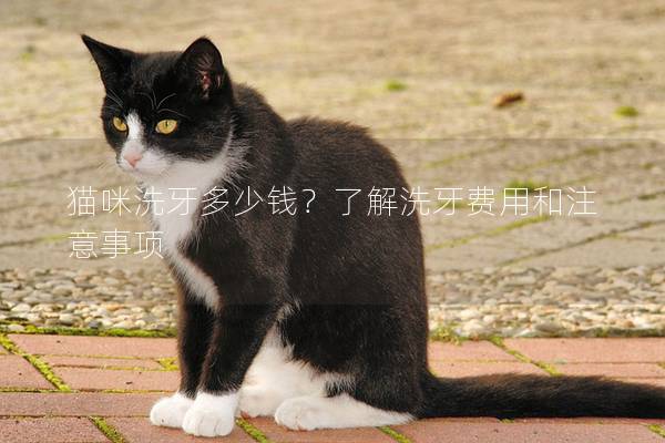 猫咪洗牙多少钱？了解洗牙费用和注意事项