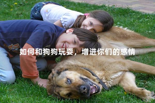 如何和狗狗玩耍，增进你们的感情