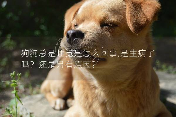 狗狗总是睡觉是怎么回事,是生病了吗？还是另有原因？