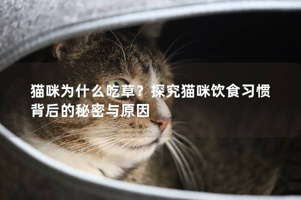 猫咪为什么吃草？探究猫咪饮食习惯背后的秘密与原因