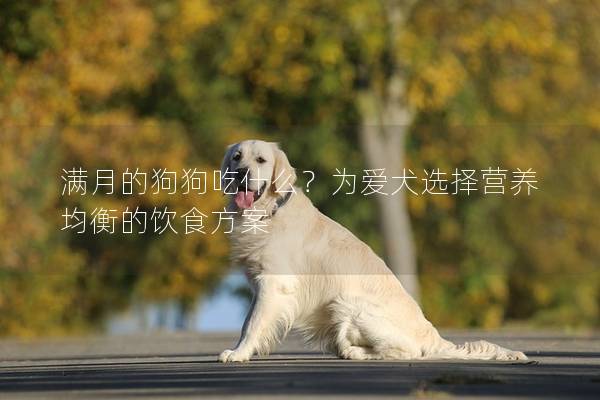 满月的狗狗吃什么？为爱犬选择营养均衡的饮食方案