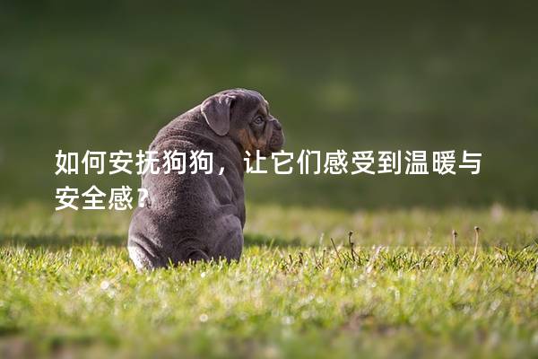 如何安抚狗狗，让它们感受到温暖与安全感？