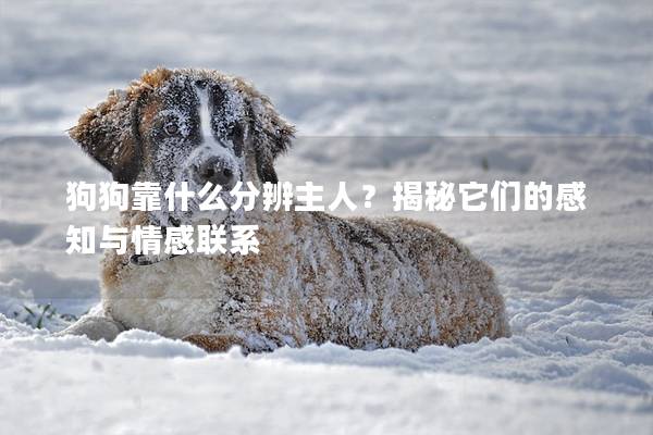 狗狗靠什么分辨主人？揭秘它们的感知与情感联系